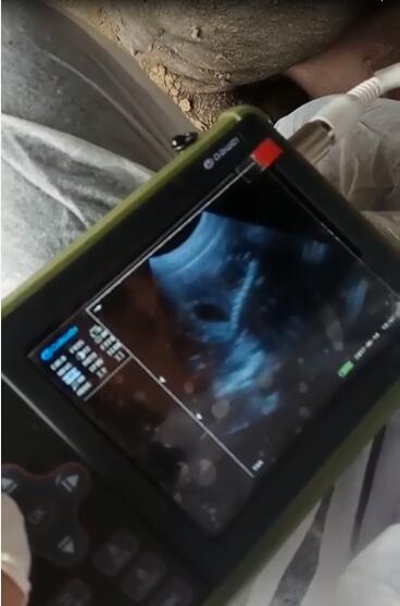 動物B超機,獸用B超機,動物B超,獸用B超