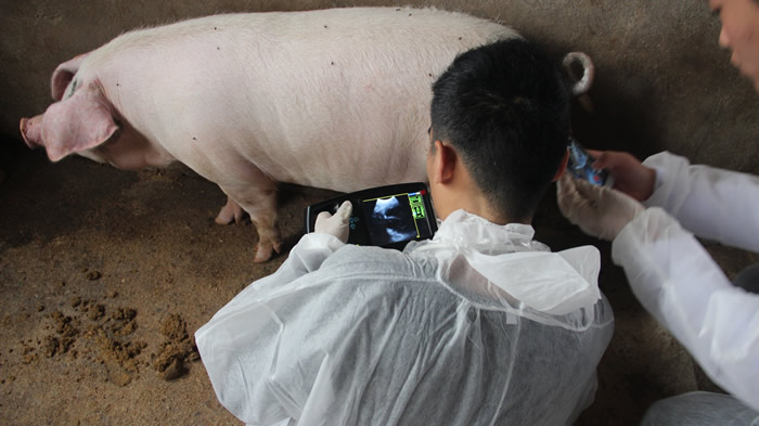 豬用B超,獸用B超,懷孕母豬B超,豬用測(cè)孕儀,母豬測(cè)孕儀