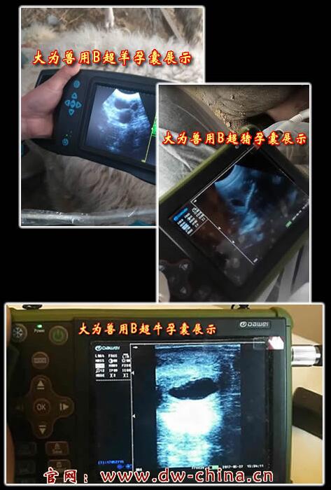 獸用B超機,獸用b超,獸用孕檢B超,母豬B超,羊B超,母