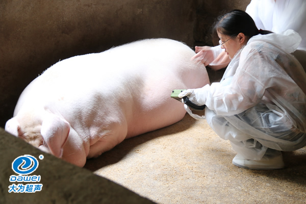 獸用B超機,獸用b超,獸用孕檢B超,母豬驗孕儀,豬用驗孕儀,豬用b超