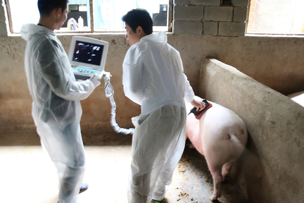 獸用B超機,獸用b超,獸用孕檢B超,母豬驗孕儀,豬用驗孕儀,豬用b超