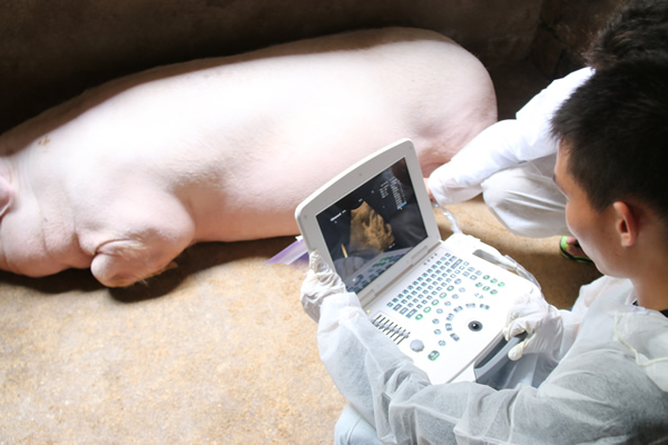 獸用b超在養殖場的實際應用分析